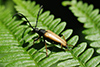 Anoplodera fulva